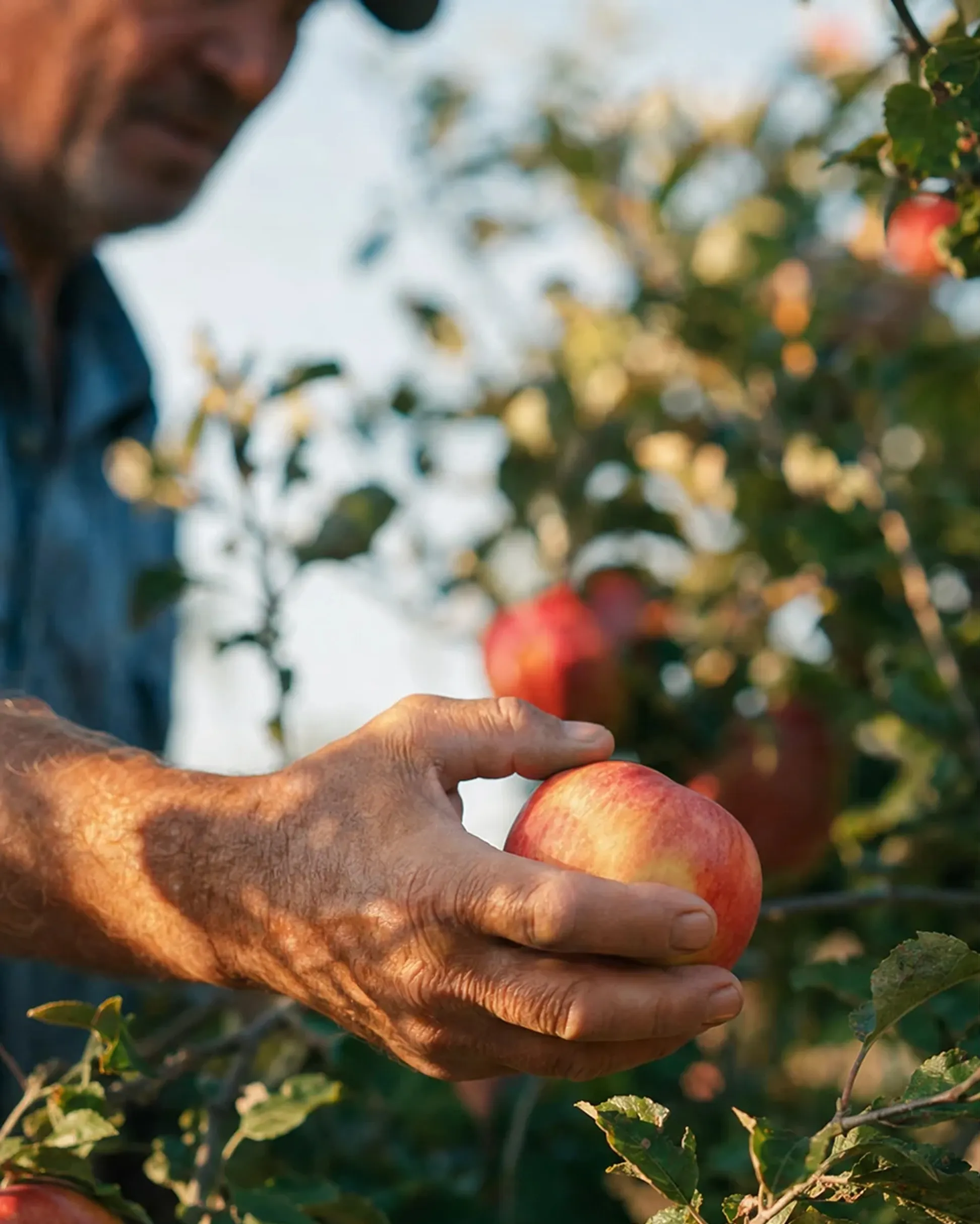 Pause & co — cueillette de pommes, matière première